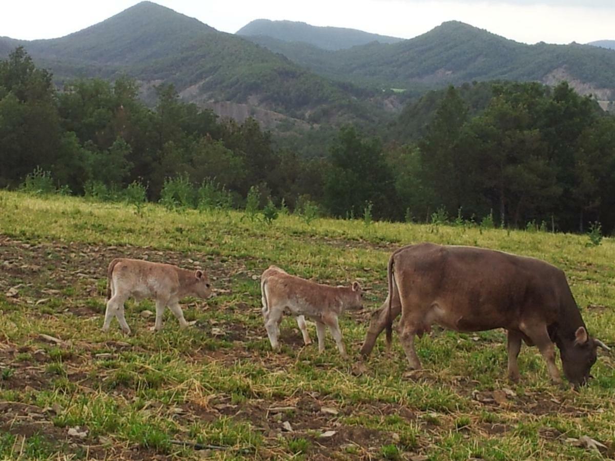 Casa Encuentra, En El Pirineo Al Lado De Ainsa Casa de hóspedes El Pueyo de Araguás Exterior foto